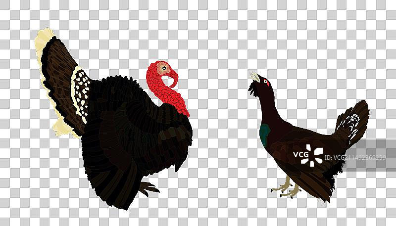 雄性火鸡对阵松鸡图片素材