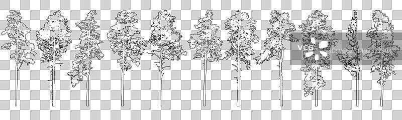 高大针叶树轮廓图片素材