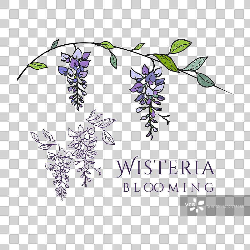 优雅的紫藤花盛开图片素材