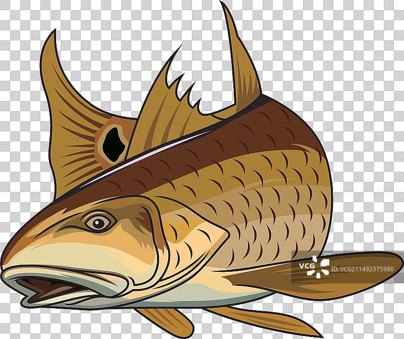 红鱼Logo T恤图案图片素材