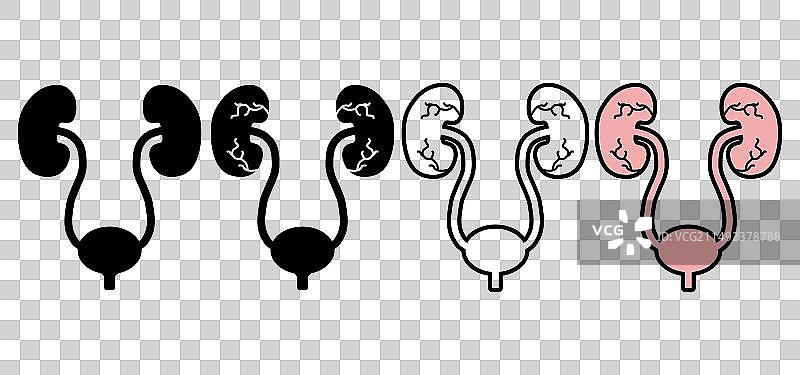 泌尿科健康人体解剖医学图标图片素材