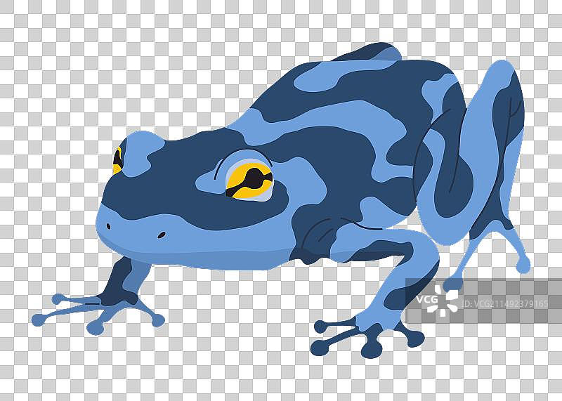 青蛙或蟾蜍两栖动物图片素材