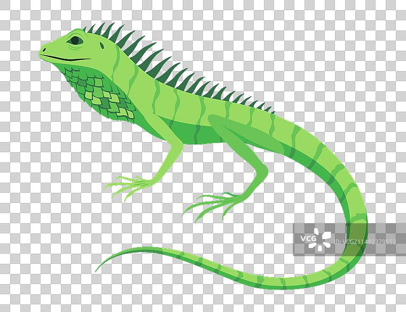 热带彩色装饰蜥蜴图标图片素材