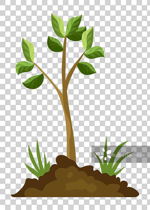 树木生长阶段与绿色小树图片素材