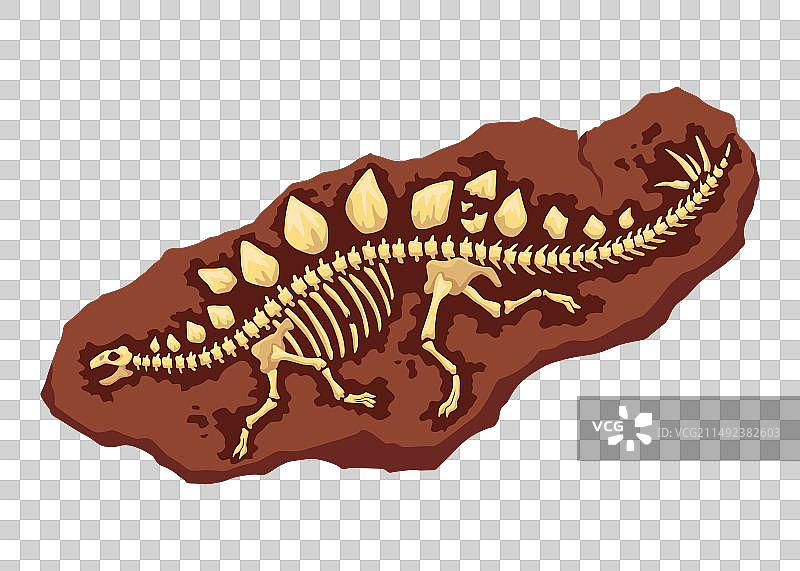 恐龙骨骼化石挖掘图片素材