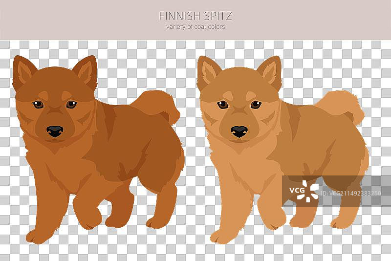 芬兰丝毛犬幼犬剪贴画，不同姿势图片素材