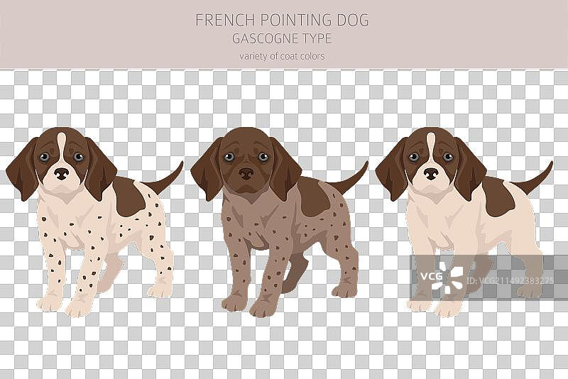 法国加斯科涅指示犬幼犬剪贴画图片素材