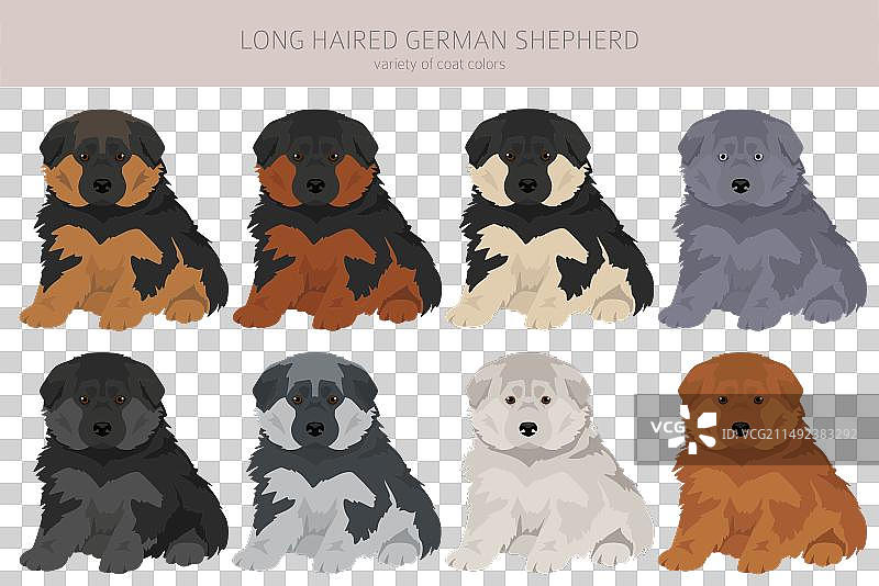 长毛德国牧羊犬幼犬图片素材