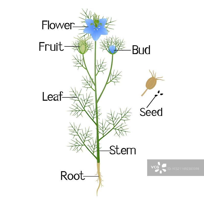 黑种草植物的组成部分图片素材