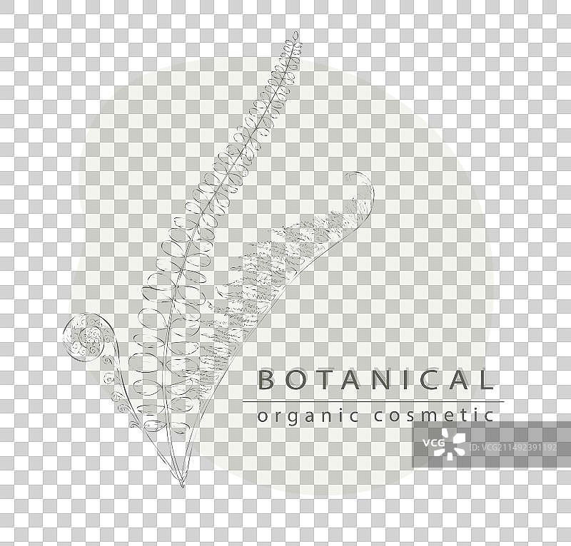 有机化妆品蕨类叶子草图图片素材