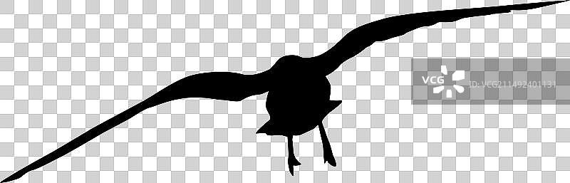 海鸥白色背景剪影图片素材