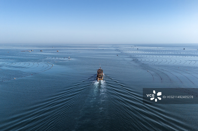 大连裙带菜海上养殖场图片素材