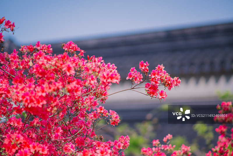 上方山杜鹃花图片素材