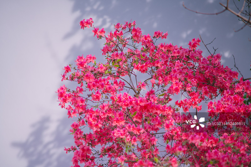 上方山杜鹃花图片素材