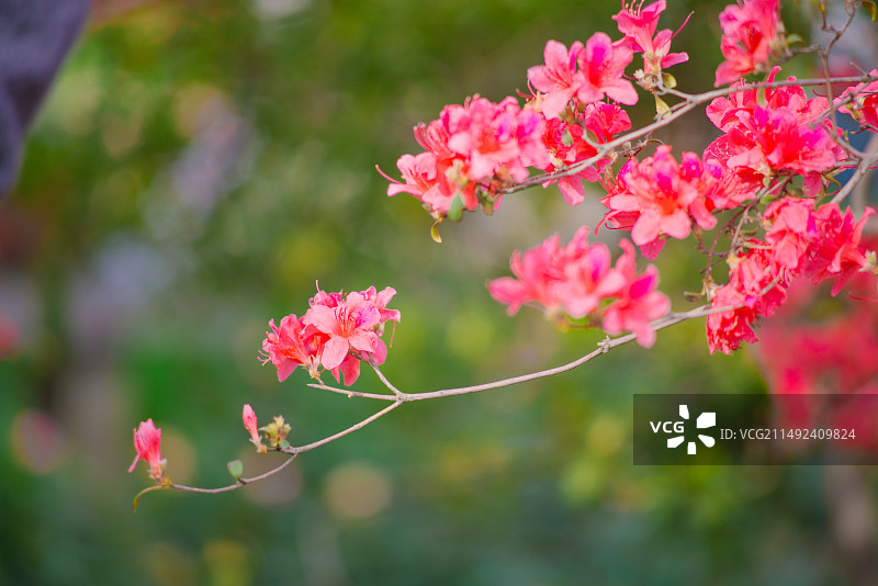 上方山杜鹃花图片素材
