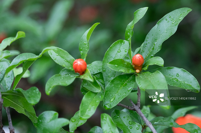 雨天娇艳欲滴挂着水珠的石榴花特写图片素材