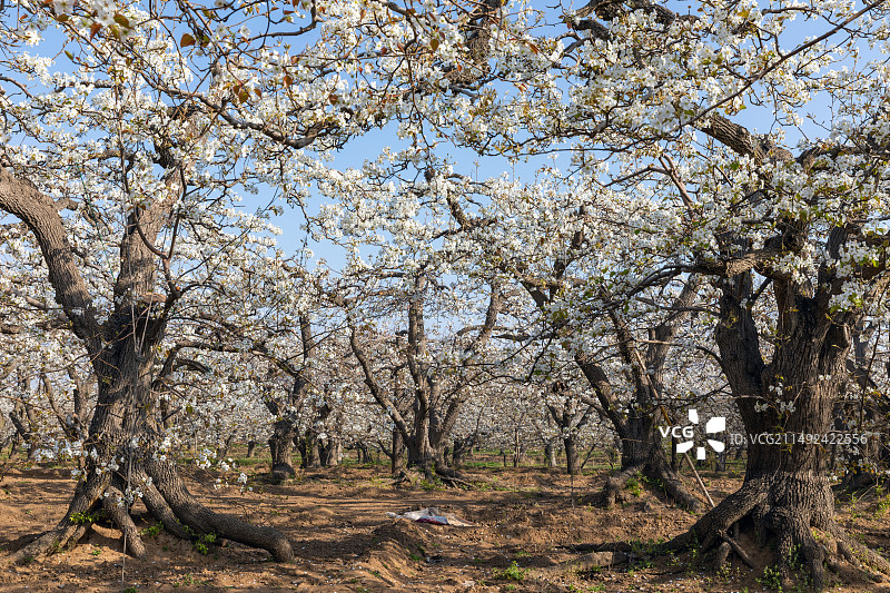 中国雪梨之乡河北赵县梨花盛开图片素材