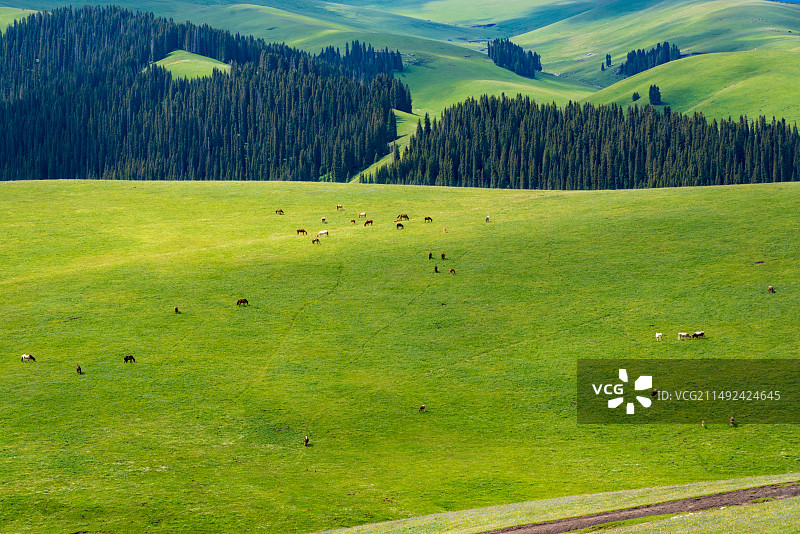 中国新疆伊犁州喀拉峻草原夏季景观（摄于喀拉峻至琼库什台徒步路段）图片素材