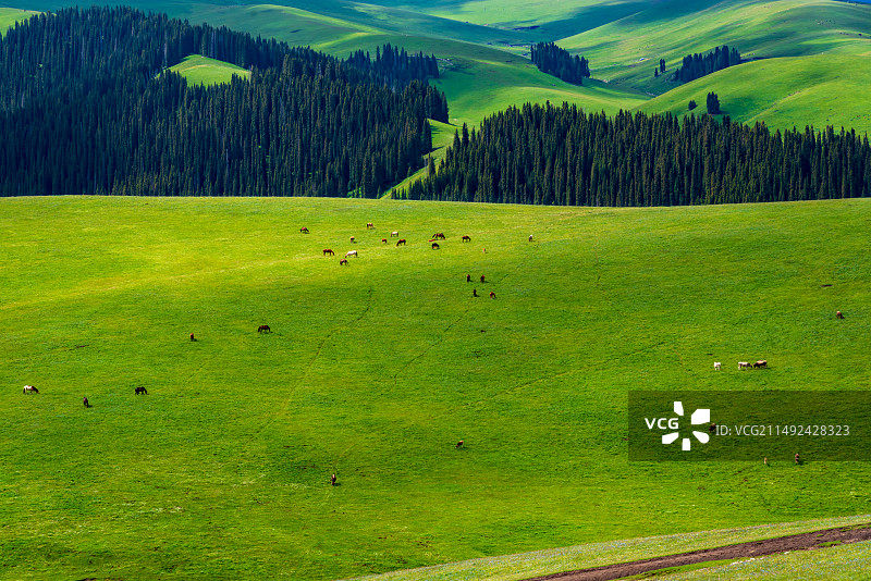 中国新疆伊犁地区喀拉峻草原夏季景观图片素材