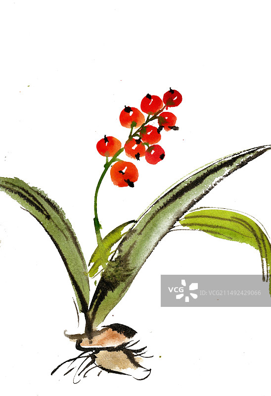 生长的虾脊兰图片素材