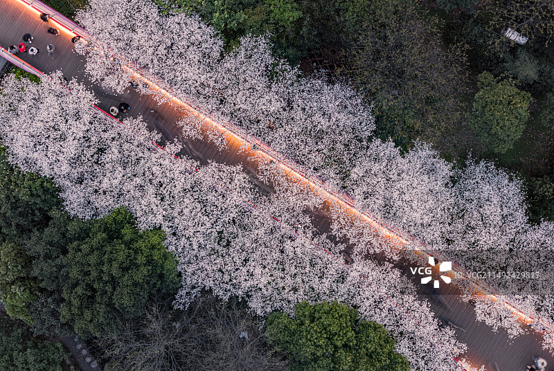 春季的宁波樱花公园航拍照片图片素材