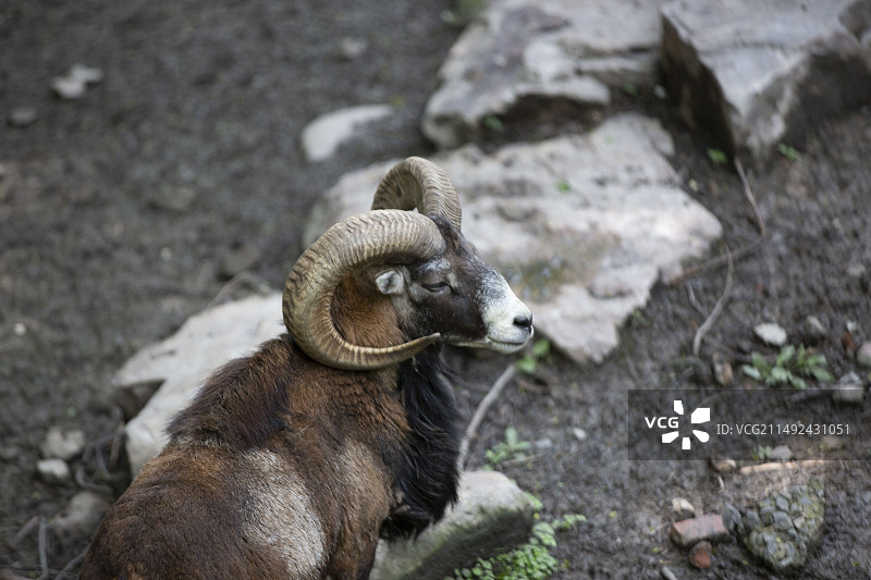 大角羊图片素材