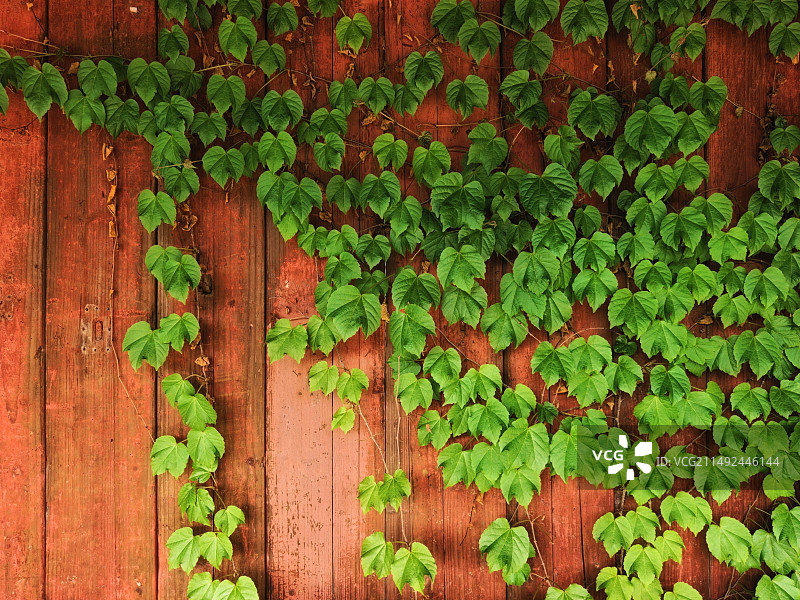 春天的常青藤图片素材