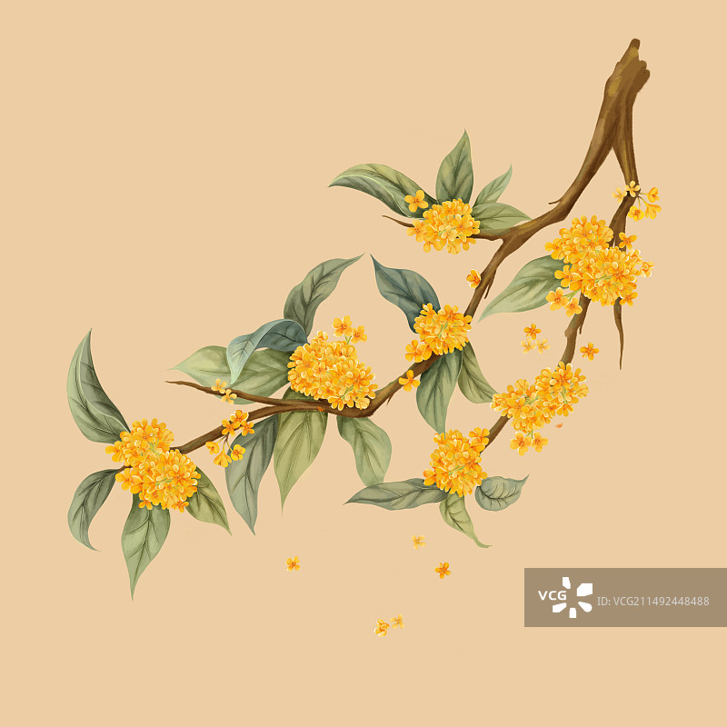 秋天植物绿叶花朵桂花花枝图片素材