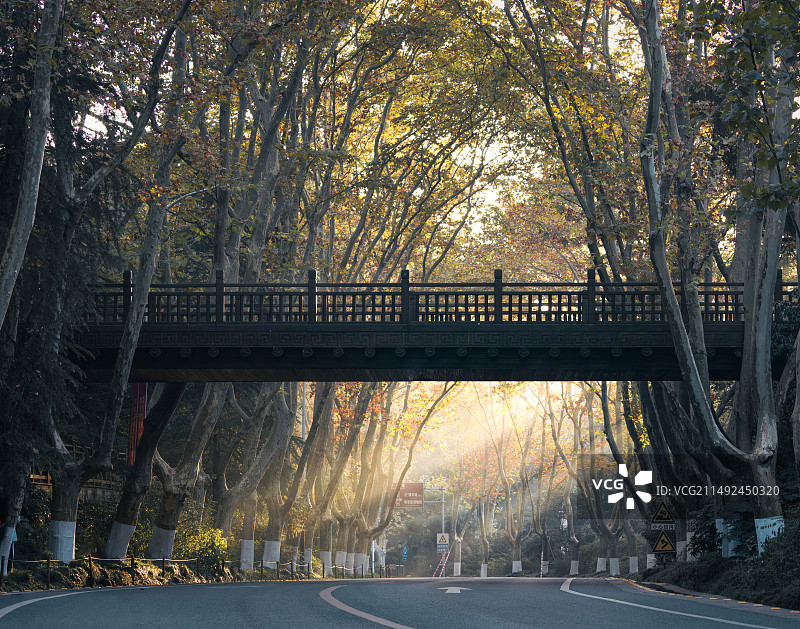 南京陵园路上的天桥，秋天时的梧桐大道，无人背景素材图片素材