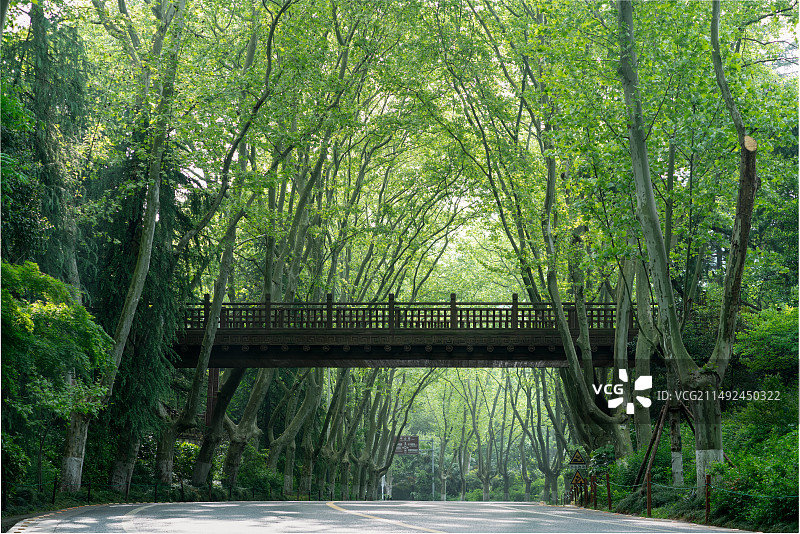 南京陵园路上的天桥，春天时的梧桐大道，无人背景素材图片素材
