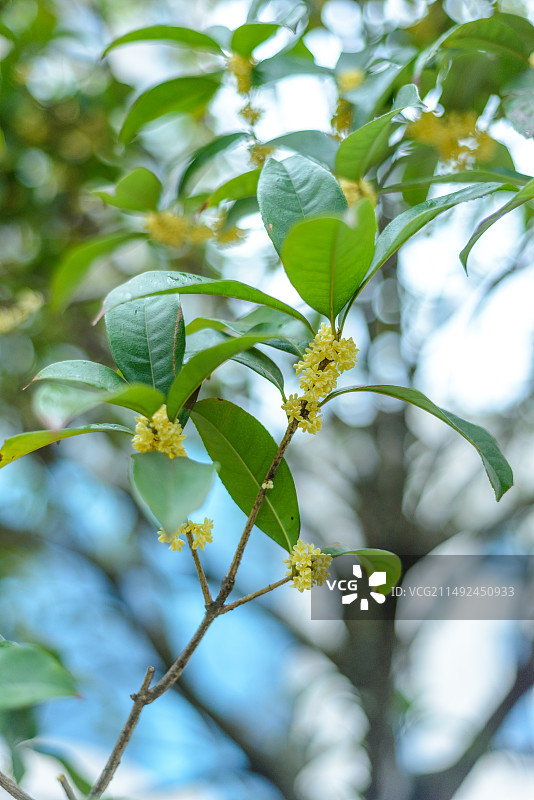 桂花的特写镜头图片素材
