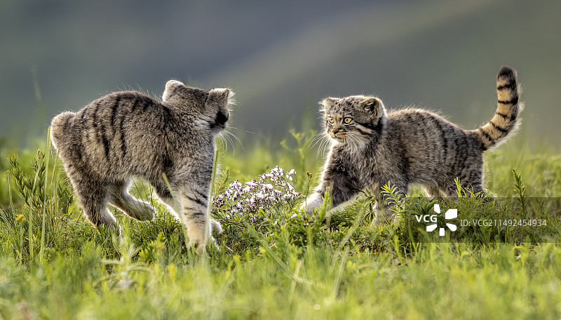 《狭路相逢》图片素材