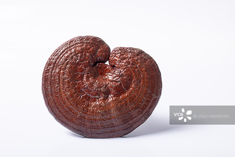 一整枝灵芝图片素材