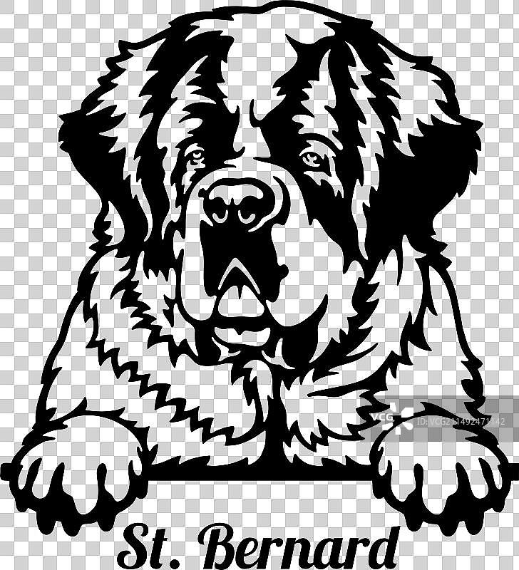 偷看的圣伯纳犬图片素材