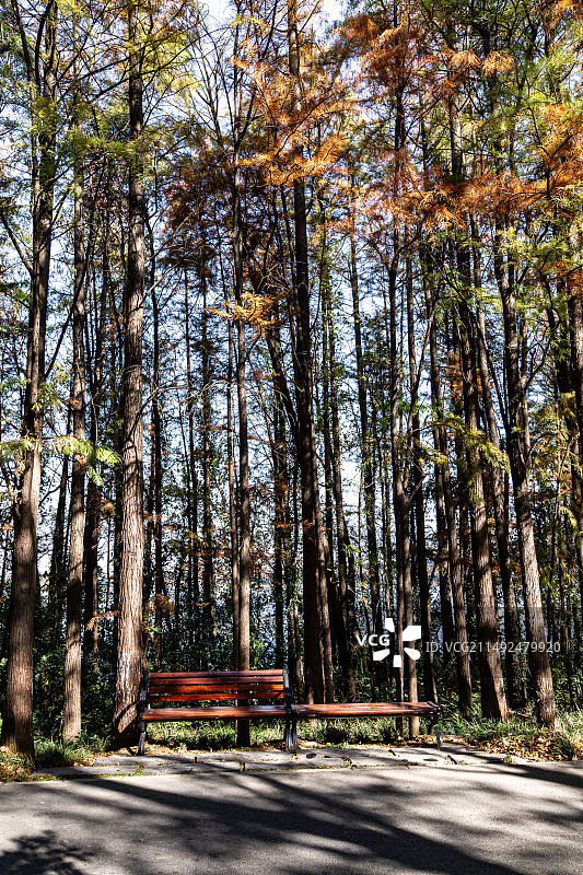 秋天的水杉林图片素材