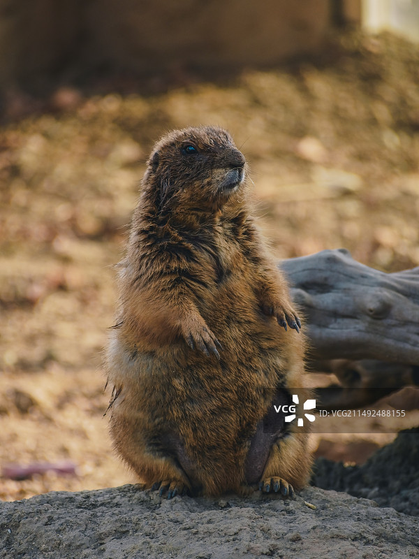 岩石上的土拨鼠特写镜头图片素材