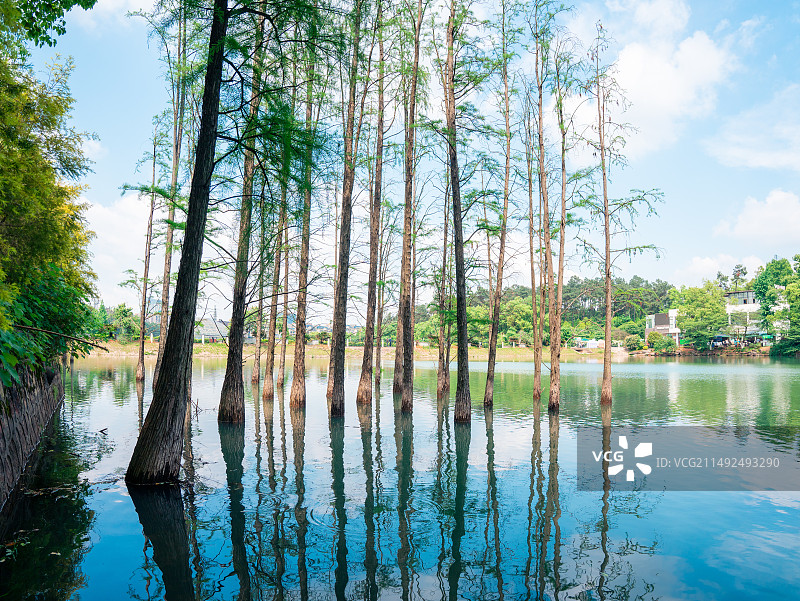 湖南省森林植物园图片素材
