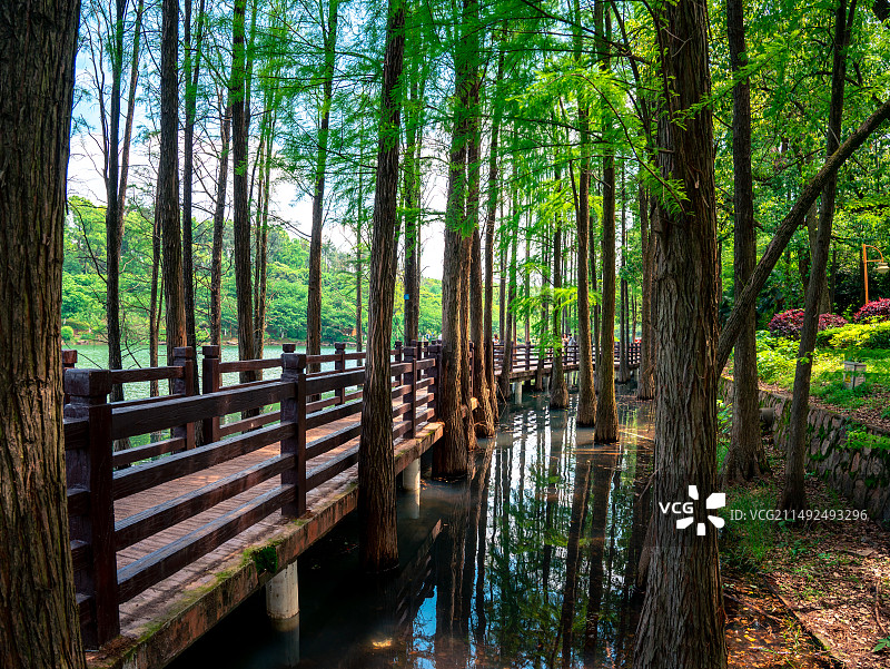 湖南省森林植物园图片素材