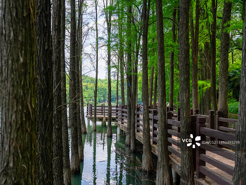 湖南省森林植物园图片素材