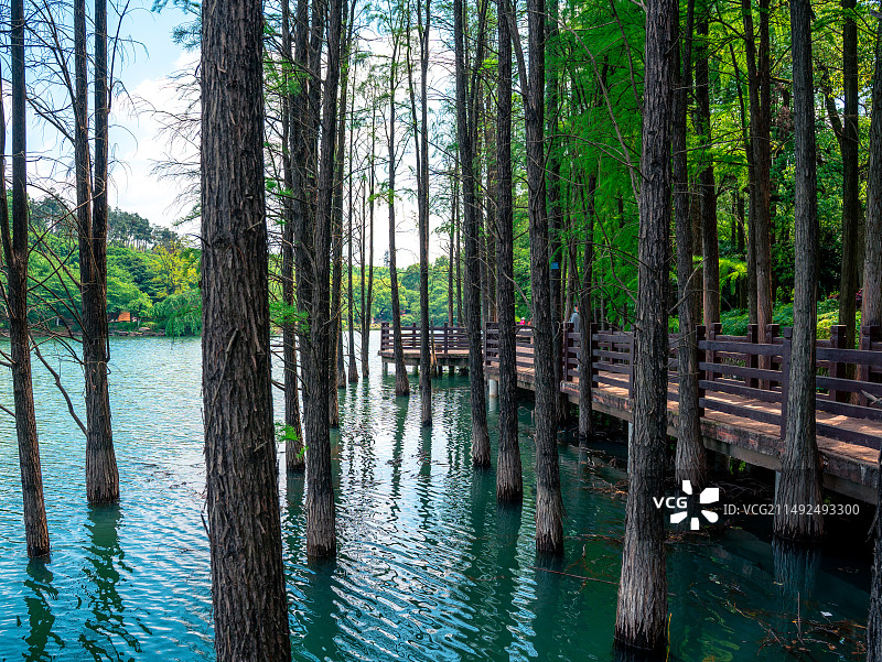 湖南省森林植物园图片素材