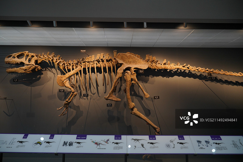 异特龙恐龙化石标本图片素材