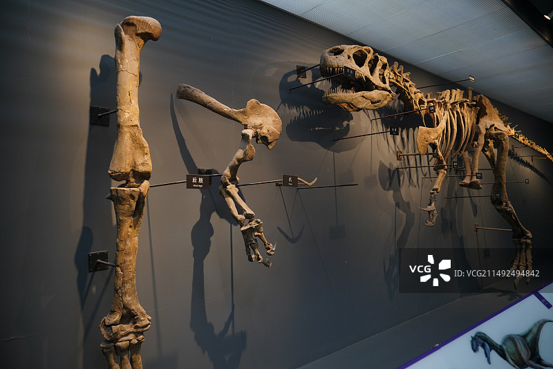 异特龙恐龙化石标本图片素材