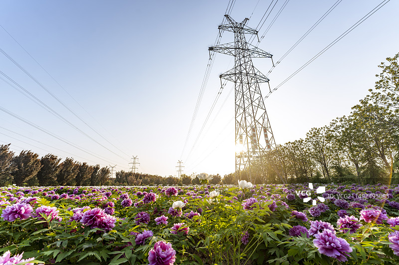 牡丹与电塔图片素材
