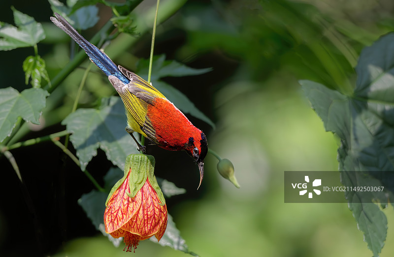 金殿公园的小翠公鸟图片素材