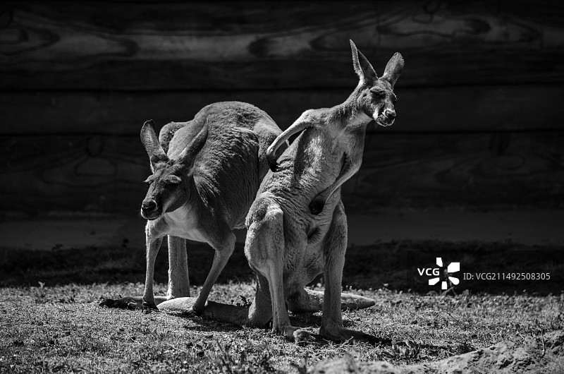 中国野生动物模型拍摄主题，山东德州市博物馆，水平画幅俯拍袋鼠母子，室内无人图像摄影图片素材