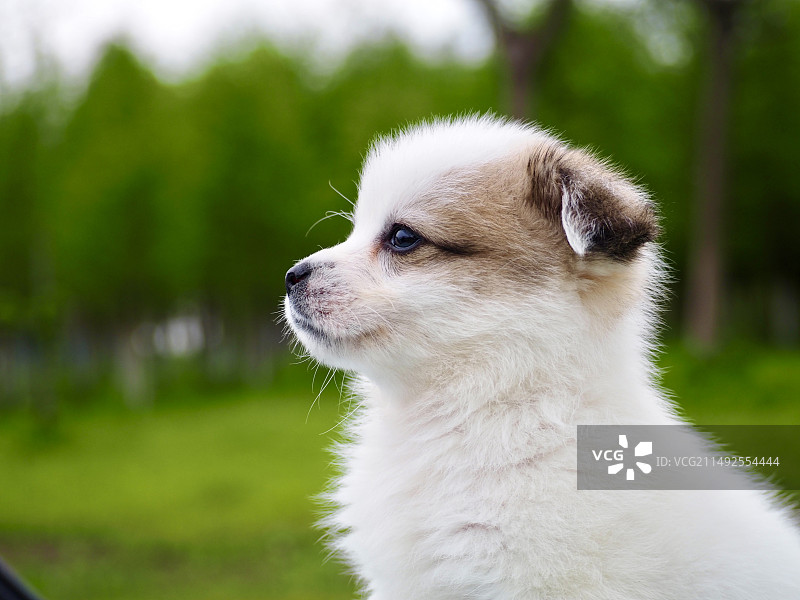 狗凝视远方的特写镜头图片素材
