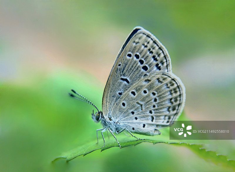 小灰蝶图片素材