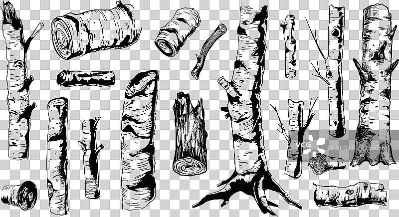 黑色桦树树干写生图片素材