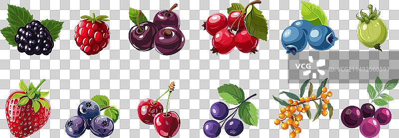 卡通风格的不同浆果套装图片素材