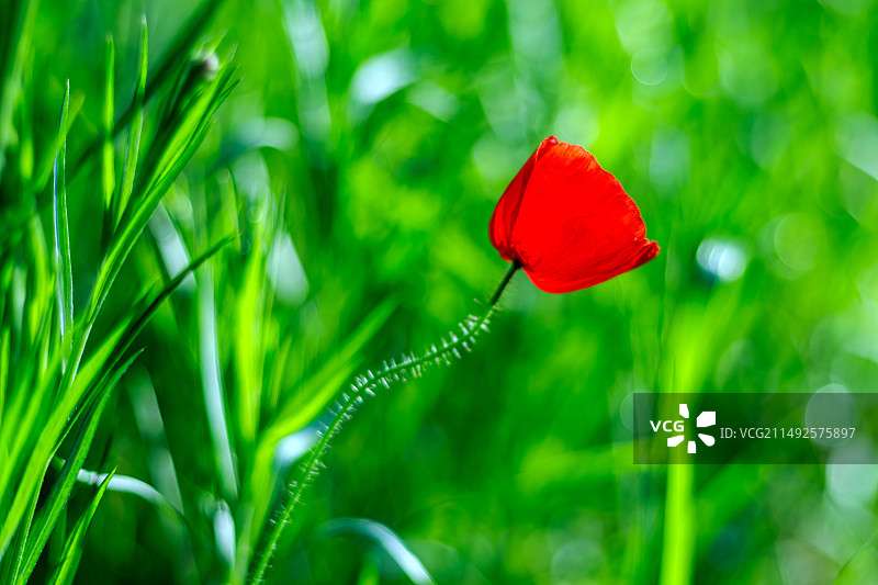 虞美人图片素材